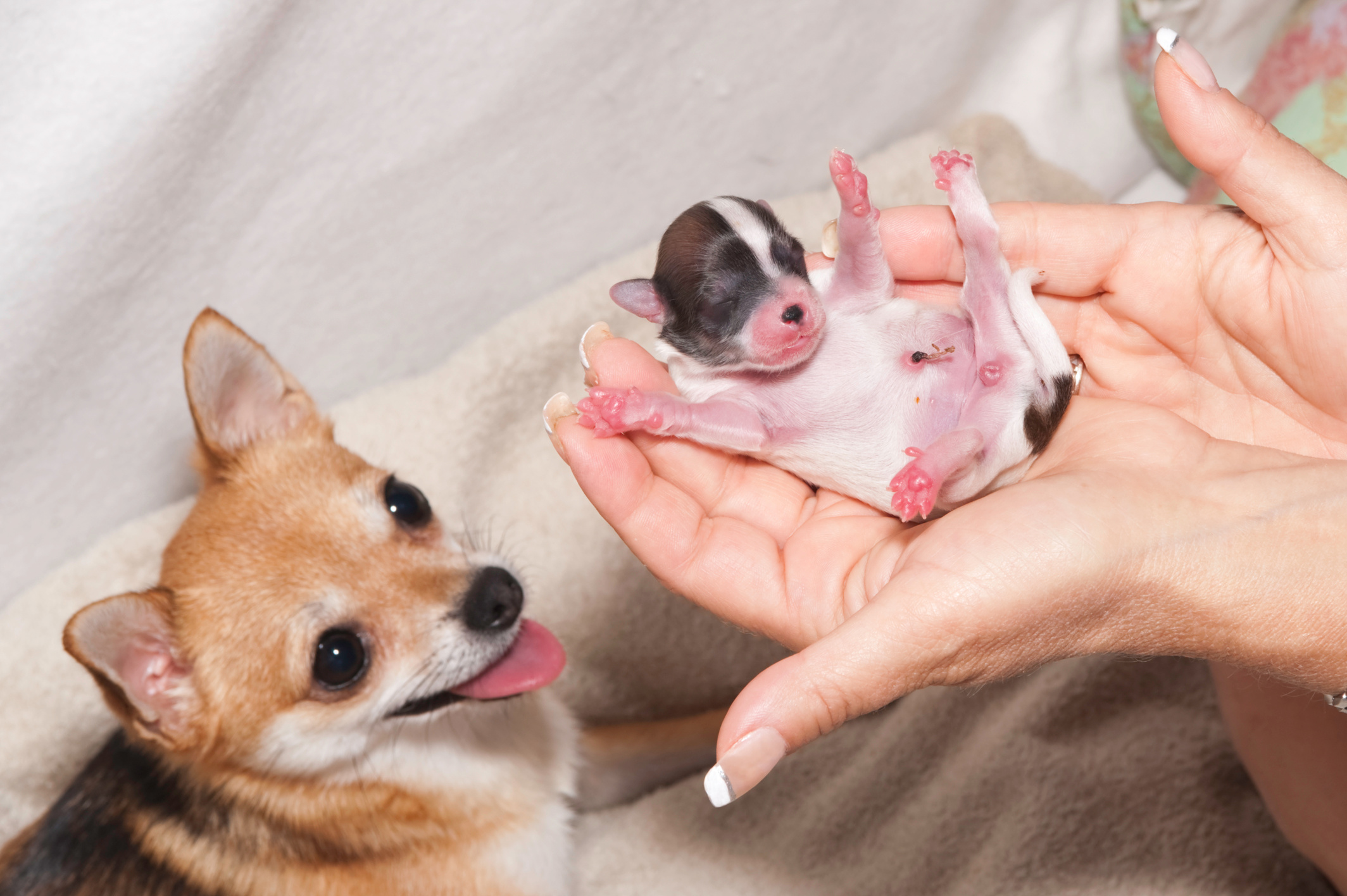 Dog birth